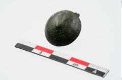 Foto von Bronzenietkopf (NHMW-PRAE-024216)